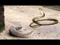 Mongoose Vs Cobra Snake