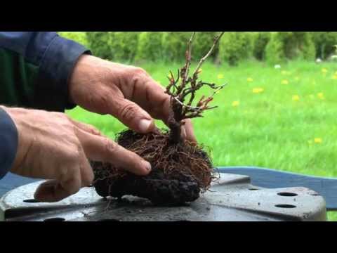 Bonsai wilder Wein, on the rock