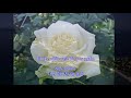The White Rose of Athens - Nana Mouskouri