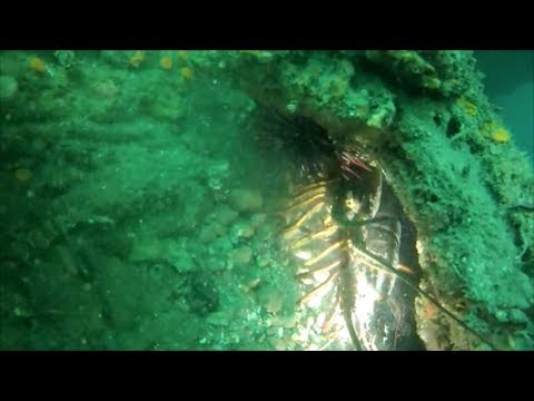 Coastal Santa Barbara, February 15th Lobster SCUBA Dive #1