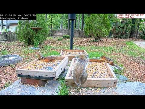 Who Doesn't Love Chipmunks?! 🐿 ... Alabama Ground Cam BWHQ