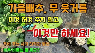 김장배추 무 추비 웃거름 비료 주는 방법 배추가 무르지 않고 크고 단단한 무 키우려면 비료는 이걸 주세요 #…