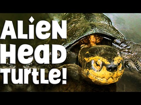 🟡 Yellow Headed Temple Turtle: Everything You Need To Know!