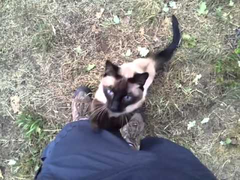 Yogi, our Siamese Cat Being Very Affectionate on Our Hike