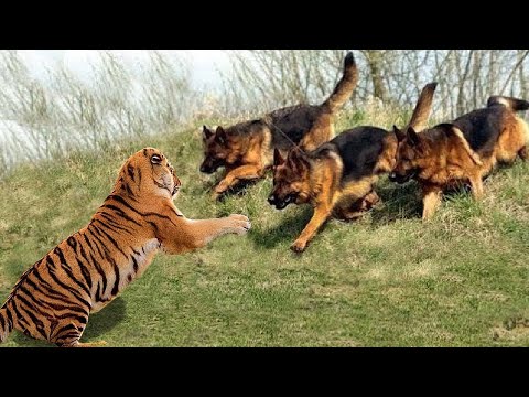 Top 5 Most Fearless Dog Breeds in the World