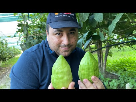 Come fare a casa il Liquore di Cedro Originale della Riviera dei Cedri 💎