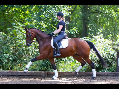 Stute von Don Nobless