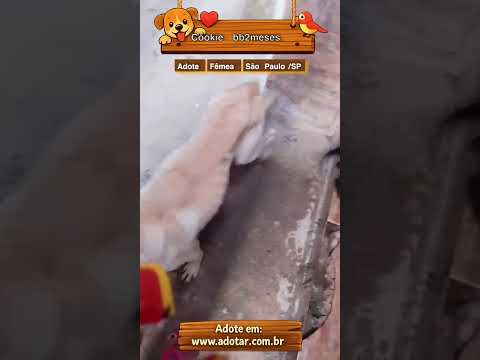 Vídeo de Cookie bb2meses porte P