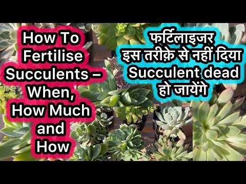 How To Fertilize Succulents – When, How Much and How #mygardenpoint #succulentfertiliser
