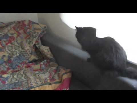 Aruna Sharma and Neighbour's cat in Uppsala Home sitting on Suraj's Sofa, Feb 05, 2016