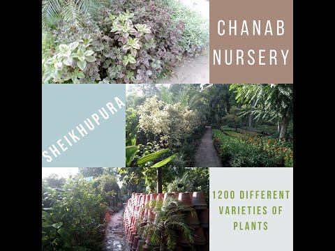chanab nursery,sheikhupura | چناب نرسری ،شیخوپورہ | syeda rafia