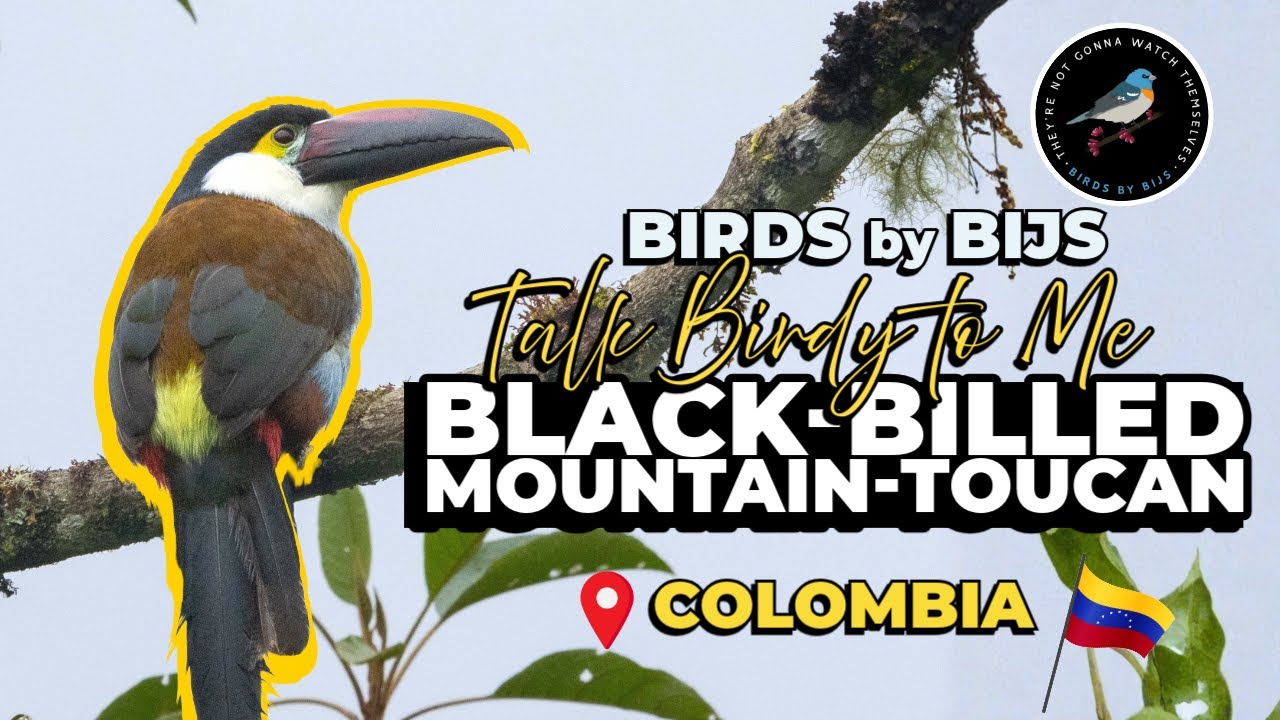 Black-billed Mountain Toucan - Birding Colombia - BIRDS by BIJS