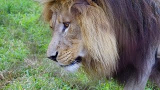 Visiting Moholoholo Wildlife Rehabilitation Centre in South Africa