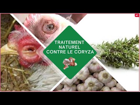 , title : 'Eradiquer le rhume des poulets (CORYZA) dans une ferme'