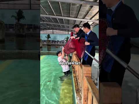 การจะย้ายปลาช่อนไปไว้ในตู้ บอกเลยว่าไม่ง่ายอย่างที่คิด #shorts #viralvideo #fishing #ปลาช่อน