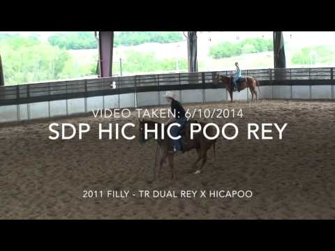 SDP Buffalo Ranch - SDP Hic Hic Poo Rey (2011 Filly)