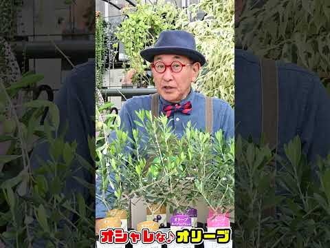 salon-extérieur-toit-terrasse-plantes-fleurs-olivier-pot