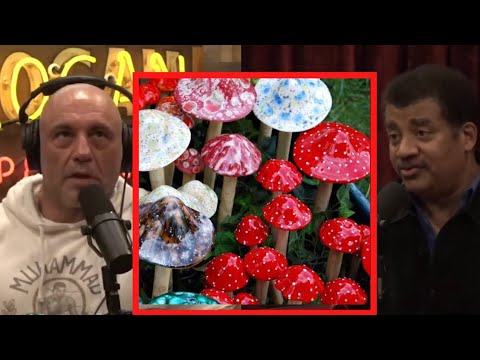 Joe and Neil - Strongly Agrees Magic  "MUSHROOM" Are Best PHYSCEDELICS Ever !