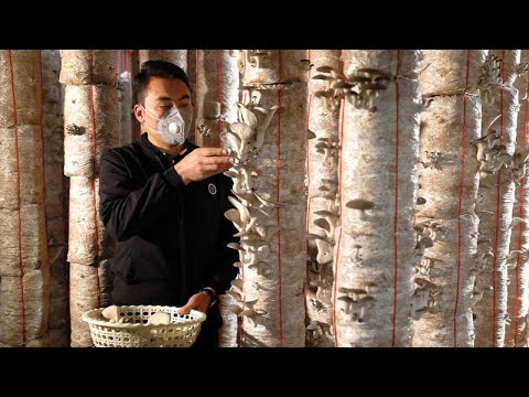 阿富汗人重塑自己的蘑菇農夫形象。 (Afghan reinvents himself as a mushroom farmer)