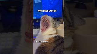 Me after Lunch #cat #cats #catvideos #funny #katze #ねこ #funnycats #cute #catshorts #catlife