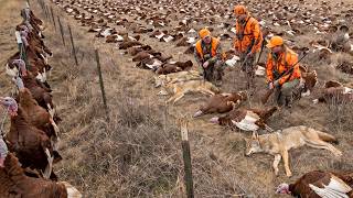 Como Os Eua Caçam Animais Selvagens - A Indústria De Bilhões De Dólares Das Armas