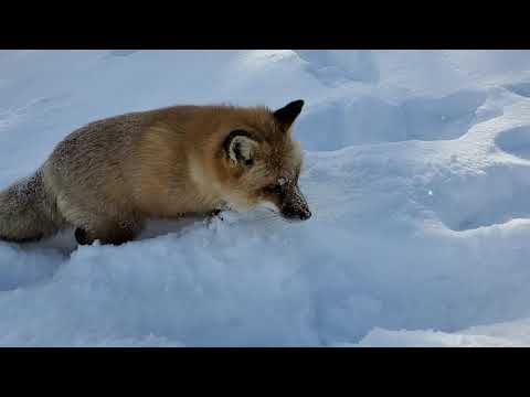Finnegan Fox in the snow