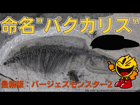 【カンブリア紀】バージェスの新種の動物を紹介②