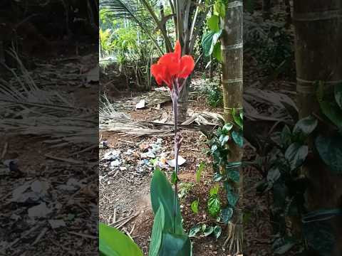 Single flower|Orange color|Village morning view in india|dhriti kannada vlogs dubai