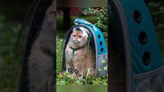Funny animals 2023😆 - Funniest Cats and Dogs Video🐕🐈343 #shorts