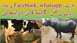 Guidelines For Buying Animals Online on Internet, Facebook,whatsapp and other Social Medias