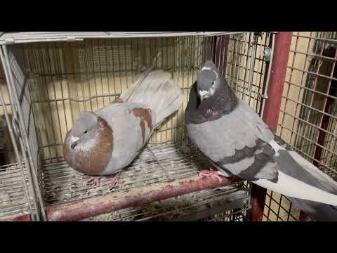 Serbian High Flyers/SRPSKI VISOKOLETAČI PRAVI/Pigeon High Flyers/Sydney Australia/19.1.2023