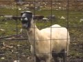 Taylor Swift -- Trouble (Goat Version) FULL SONG!!!!!