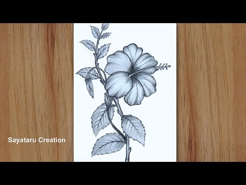 How to draw a hibiscus flower step by step pencil sketch | China rose Drawing for beginners
