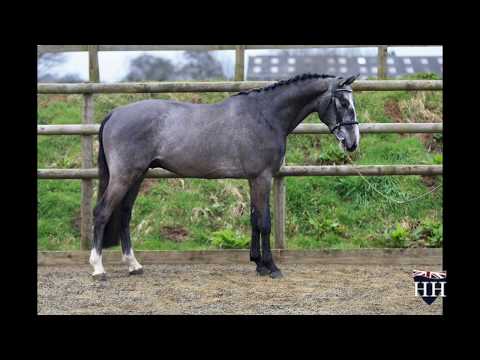 Clarcon (Casall) x Cassito Gelding Born 2016