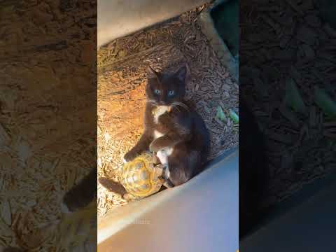 The cat spawned outside the map#cat #catsoftiktok #catlover #funny #funnyvideos #foryou #fypage