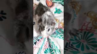all my pets
