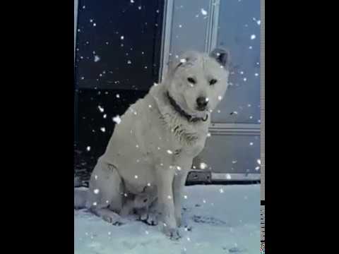 horia play ice in shin sung