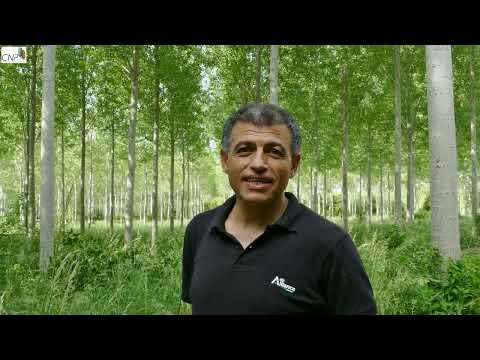 Elaguer à 7 metres vos peupliers (peupleraie)