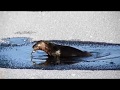 Otter Frog And Crayfish