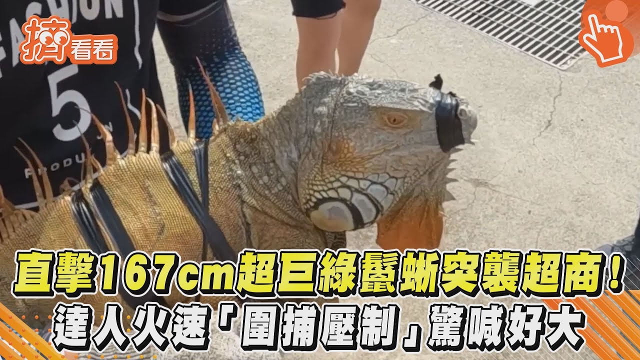 影音／直擊167cm超巨綠鬣蜥突襲超商！達人火速「圍捕壓制」驚喊好大