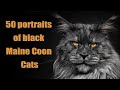50 portraits of black Maine Coon cats | The most majestic cats in the world.