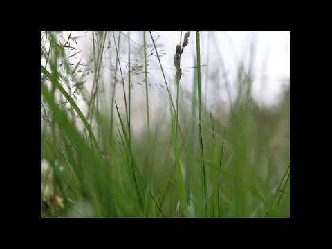 Adjagas – Lavvu Vuovddis