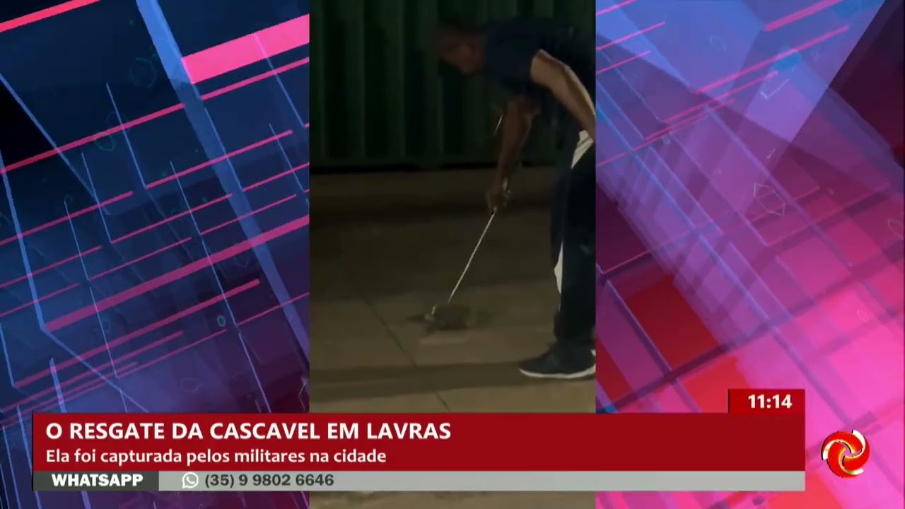 Cascavel é capturada por morador em Lavras