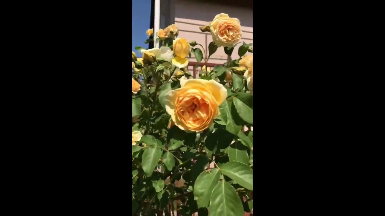 Штамбовые Розы в саду !! Красиво и легко !! Английская роза Грэхам Томас ! Rose Graham Thomas