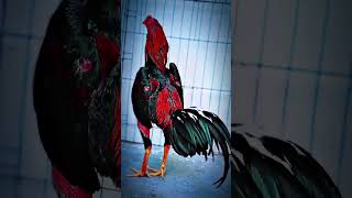 Download lagu Best Quality mp3