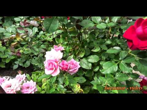 becixmat - Relax 2995 - Príroda mix - 2K