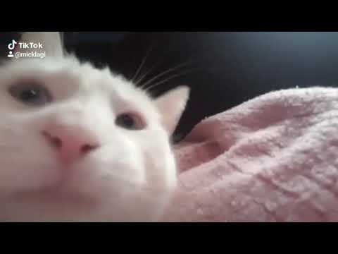 CATJAM original tiktok