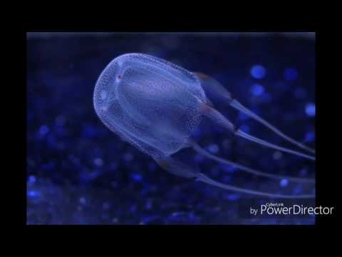 The FishBob ClownPant Movie Cilp Shell City