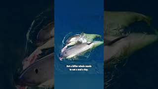 Killer Whales Evolved to Hunt Seals on Ice | Weddell Seal vs Orcas