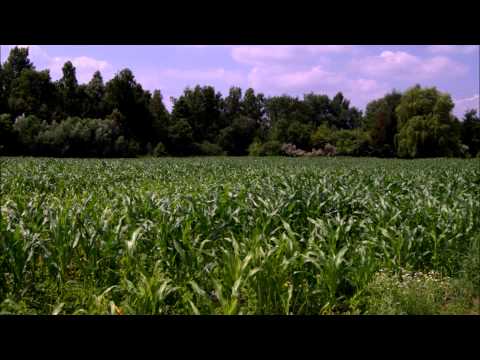 Na betonie kwiaty nie rosną -Wojciech Korda